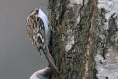 Treecreeper