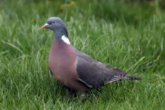 Wood Pigeon