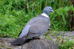 Wood Pigeon