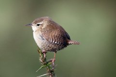 Wren