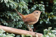 Wren