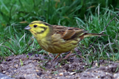 Yellowhammer