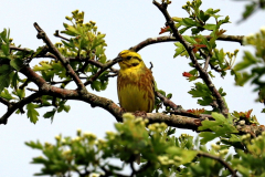 Yellowhammer