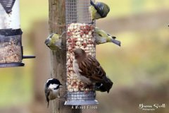 A Mixed Flock