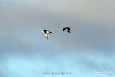 Black Backed Gulls
