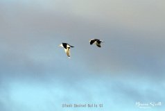 Black Backed Gulls