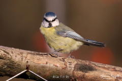Blue Tit