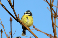 Blue Tit