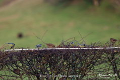 Blue Tits and House Sparrows