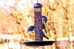 Blue Tit's