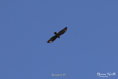 Buzzard