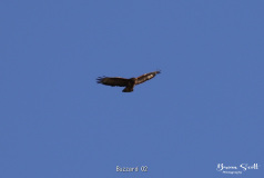 Buzzard