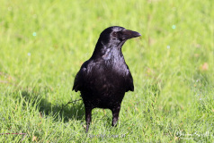Carrion Crow