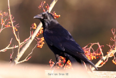 Carrion Crow
