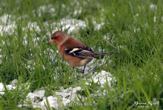 Chaffinch Male