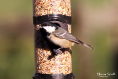 Coal Tit