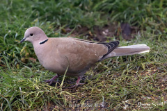 Collard Dove