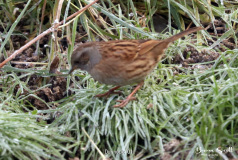 Dunnock