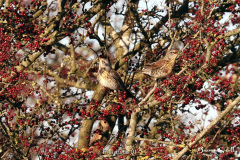 Fieldfare