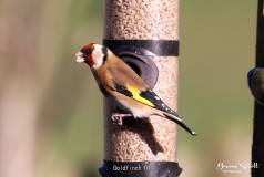 Goldfinch