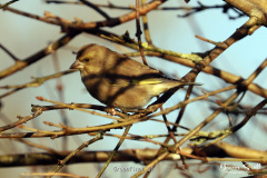 Greenfinch