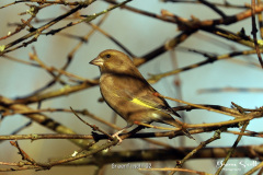 Greenfinch