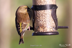 Greenfinch