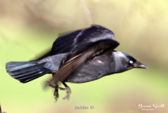 Jackdaw