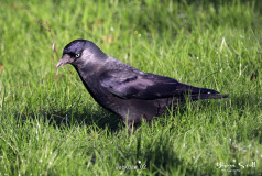 Jackdaw