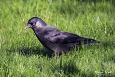 Jackdaw