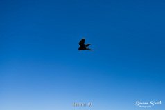 Kestrel
