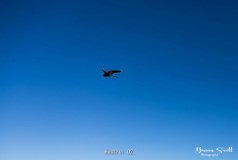 Kestrel
