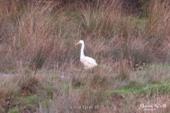 Litle Egret