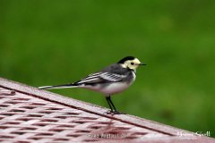 Pied Wagtail