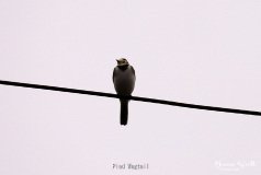 Pied Wagtail