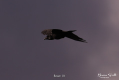 Raven