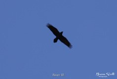Raven