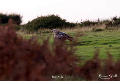 Red Kite