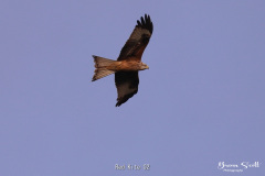 Red Kite