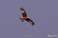 Red Kite