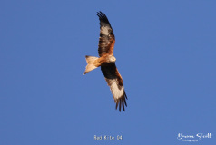 Red Kite