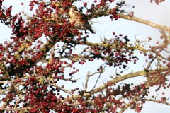 Redwing
