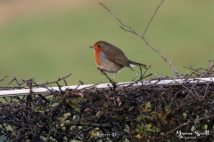 Robin