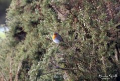 Robin