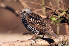 Starling