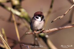 Tree Sparrow
