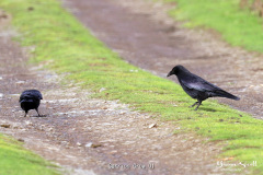 Carrion Crow