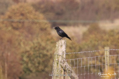 Carrion Crow
