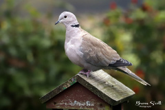 Collard Dove