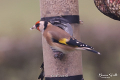 Goldfinch